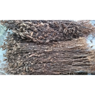 Nhân trần khô sạch