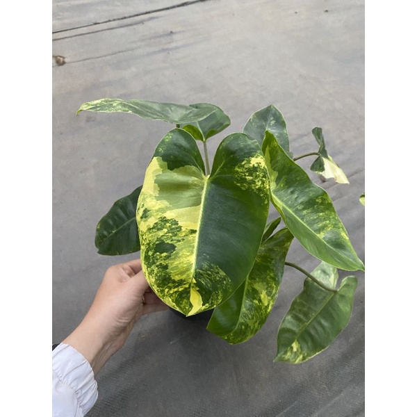 Chậu cứngBuble marx variegated