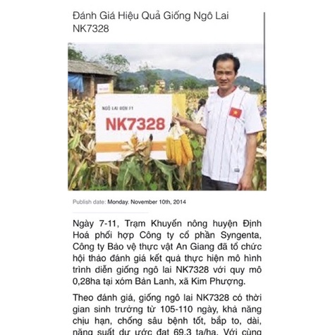 Hạt giống NGÔ LAI ĐƠN NK7328 vô địch sinh khối Vô đối năng suất