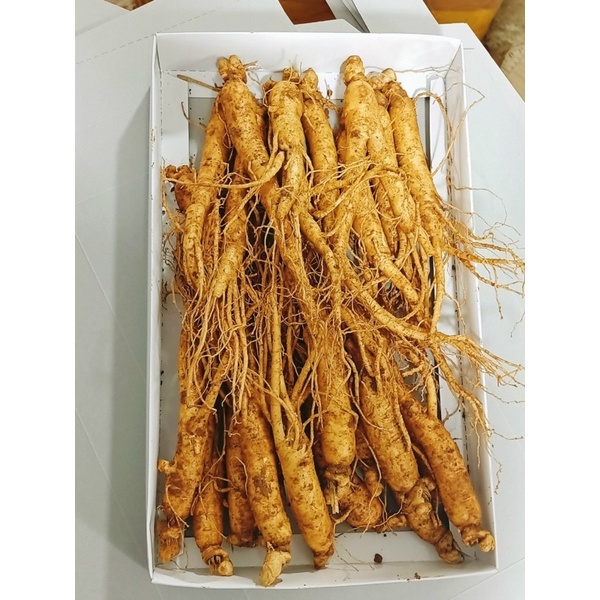 Nhân sâm tươi Hàn Quốc hầm gà 1kg 20-30 củ