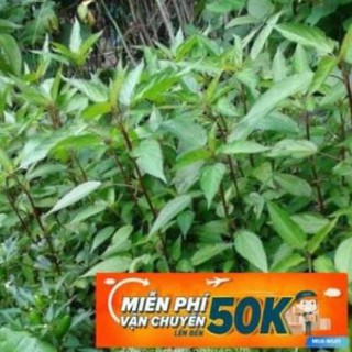 10g Hạt giống Rau Đay đỏ LuckyseadTG