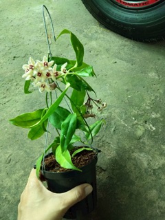 CẨM CÙ BUOTII