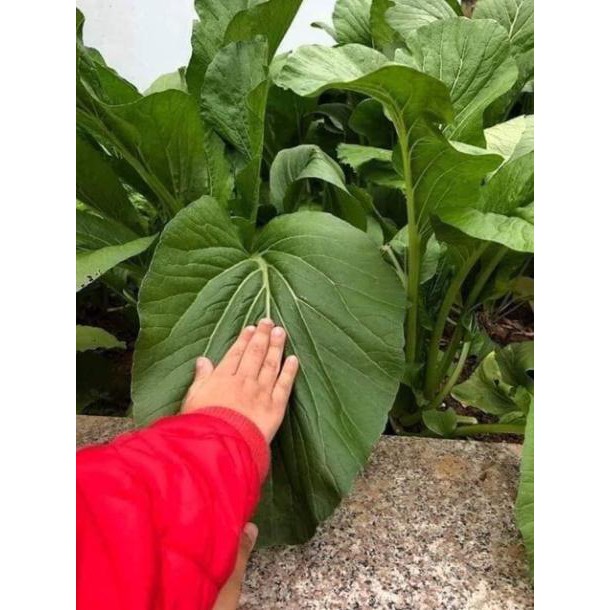 Hạt giống cải ngọt khổng lồ Thái lan