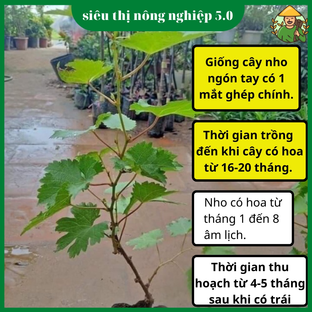 Cây giống nho ngón tay f1, giống nho ngón tay đại học nông nghiệp 1. cây nho ngón tay ghép cành cao 40cm - 50cm