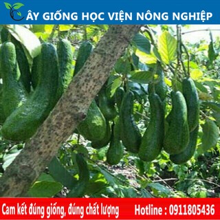 cây bơ 034 - cây ăn quả