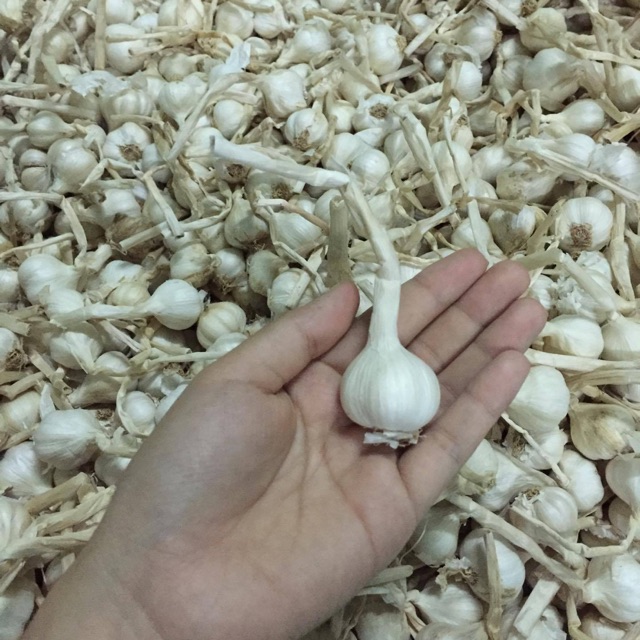 Tỏi 3-4 chính gốc Lý Sơn