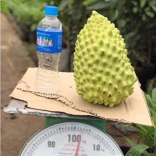 Cây Giống Na Sầu Riêng