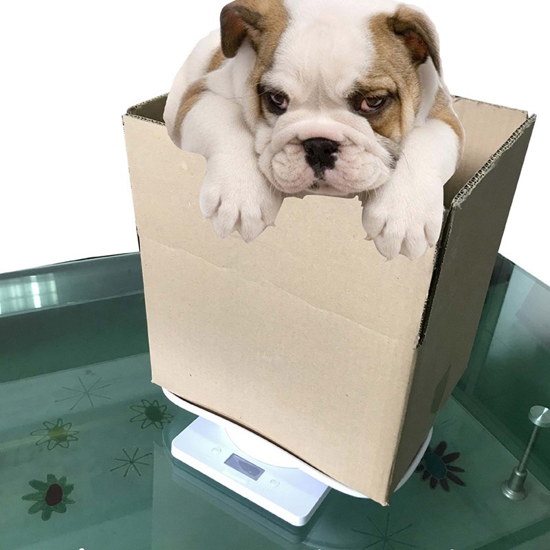 Cân Điện Tử Mini Độ Chính Xác Cao Cho Cún Cưng