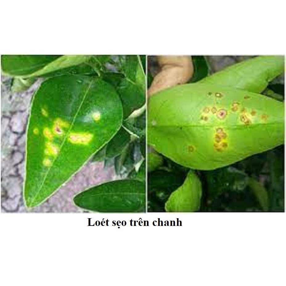 Chế phẩm Biosuper chuyên trừ phấn trắng, sương mai.. trên cây hoa cúc, hồng, ớt,, cây có múi... bột mancozeb xan