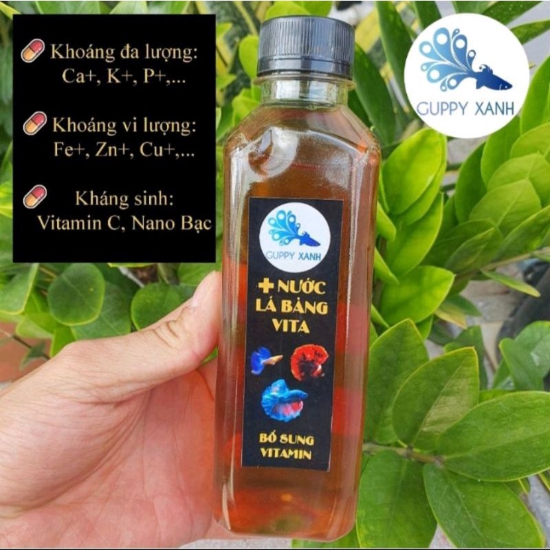 Nước sâm giúp cá giảm Stress và dưỡng cá khỏe, sung, giảm pH nước - Cá lóc