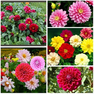 Hạt Giống Hoa Thược Dược Lùn Mix - 50 Hạt