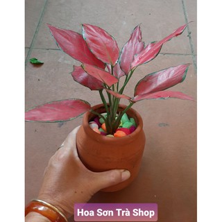 (Q.8 - GIAO TRONG NGÀY) Cây TÀI LỘC.