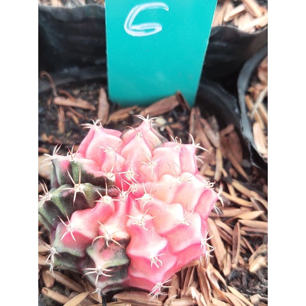 Xương rồng Gym Lem