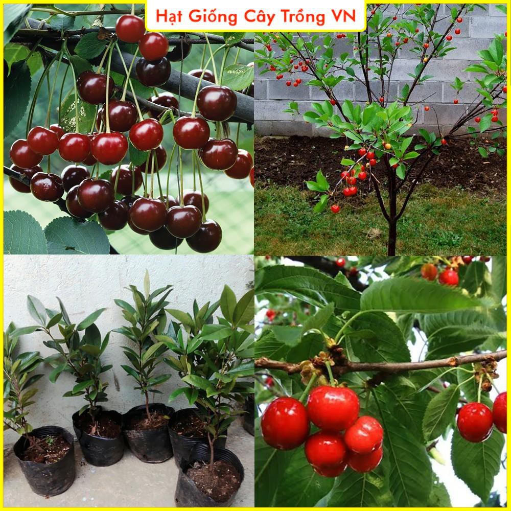 Hạt giống Cherry Đỏ (Anh Đào) - Trái to, ngọt