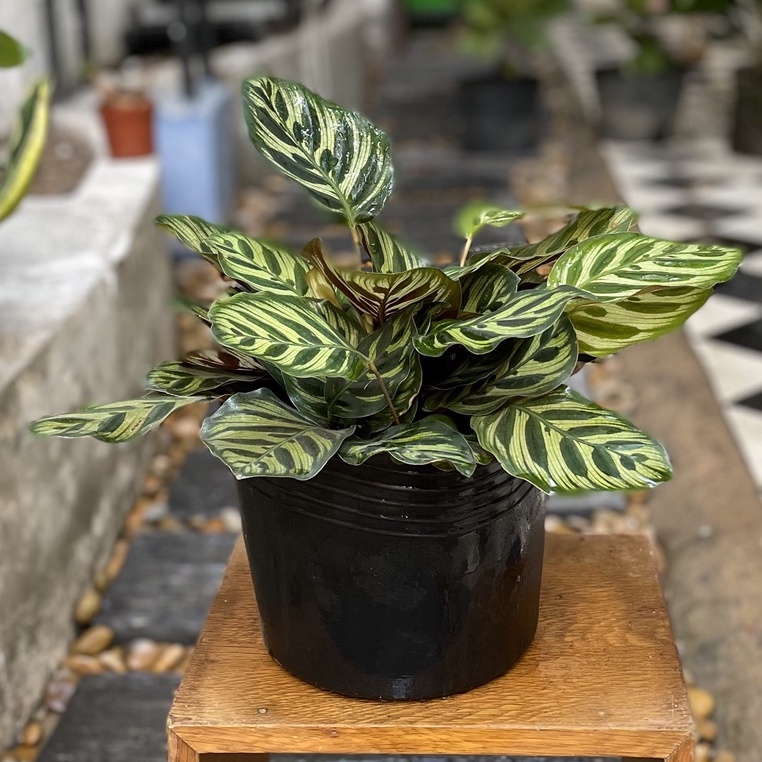 Cây Đuôi Công Khổng Tước để bàn - Calathea Medallion