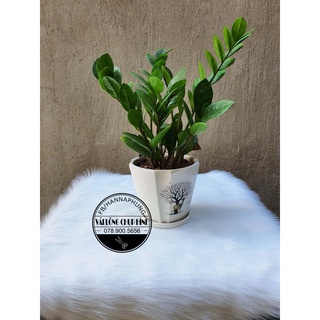 Thảm lông chụp ảnh - Hình thông dài 1m2