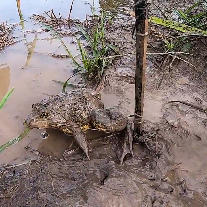 50 Cần Câu Cắm Ếch dùng lưỡi ó, tóm sẵn, vót bằng tre gai