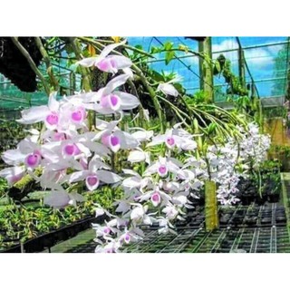 phi điệp 5ct họng hồng