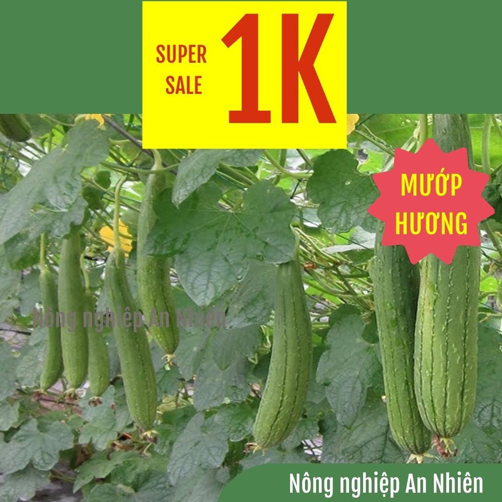 [Sale1K] 2 Hạt Giống Mướp Hương Quê Nhà Rất Thơm