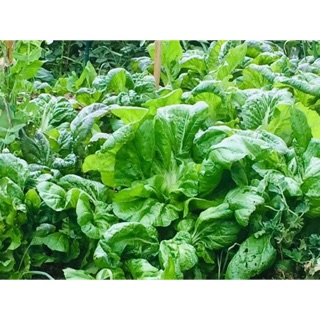 [ Mua 1 tặng 1] 2000 Hạt giống cải bẹ xanh Hồng Kong_ Tặng 2000 hạt cải mèo