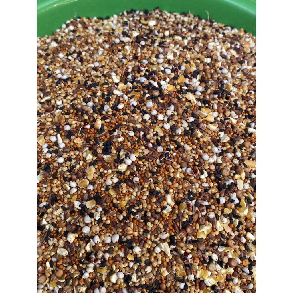 Ngũ cốc dinh dưỡng cho Chim Cu Gáy