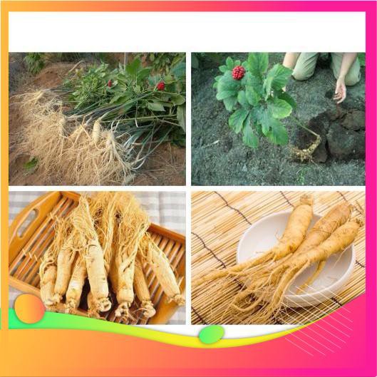 Hạt Giống Nhân Sâm Hàn Quốc - 4 Hạt  VIETGAR