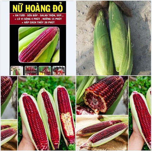 Bộ 3 gói Hạt giống ngô Nữ Hoàng đỏ ( ngô ngọt đỏ ) - Tặng gói phân bón