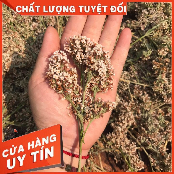- bó phón (pắc phón) Tây Bắc nhuộm xôi, làm bánh