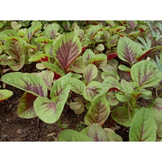 Hạt giống rau rền