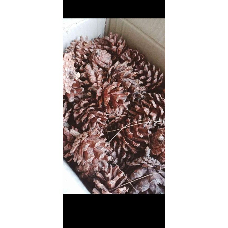 Combo 10 quả thông khô