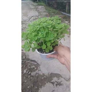 Nhất Mạt Hương- Sen thơm(tặng kèm phân bón)