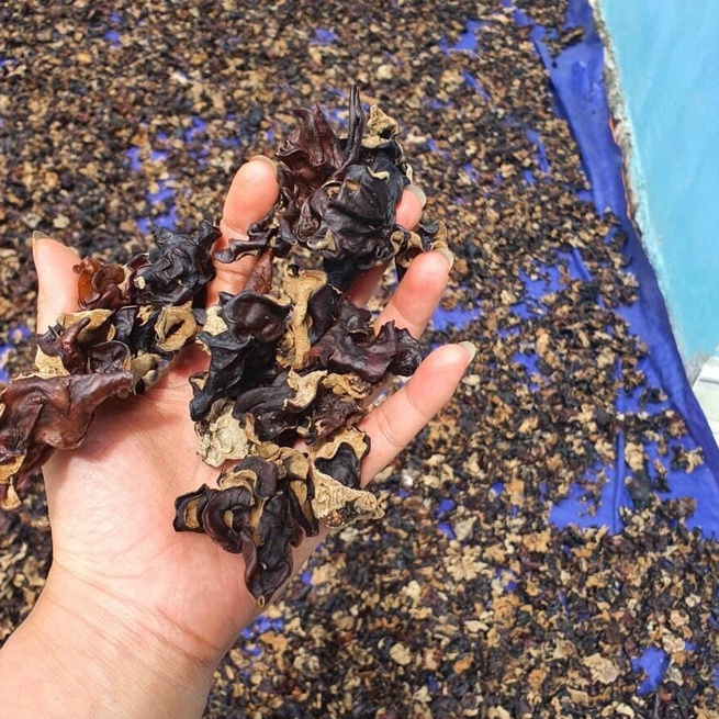 Mộc Nhĩ Rừng ( Nấm Mèo ) Thiên Nhiên Từ Rừng Tây Bắc - Ẩm Thực Hà Giang, Đặc Sản Tây Bắc | BigBuy360 - bigbuy360.vn