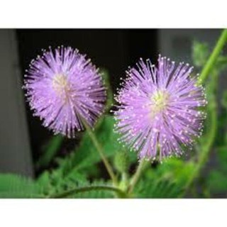 Hạt giống hoa MIMOSA ( cây trinh nữ)- 10 hạt