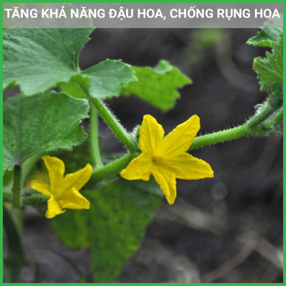 Nano Canxi Bo AHT Chống Rụng Hoa - Chống Rụng Trái Cho Cây Trồng Chai 100 ml