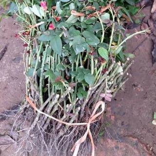 Combo 20 gốc hồng rễ trần