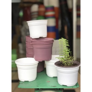 Bán sỉ 100 chậu ươm cây mềm 10cmx8cm