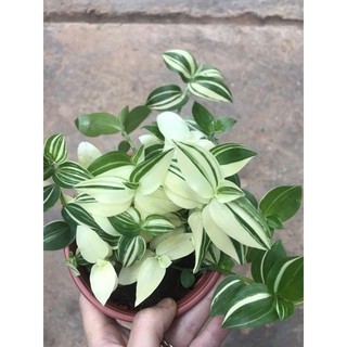 Chậu cứng Thài lài var vàng cực xinh