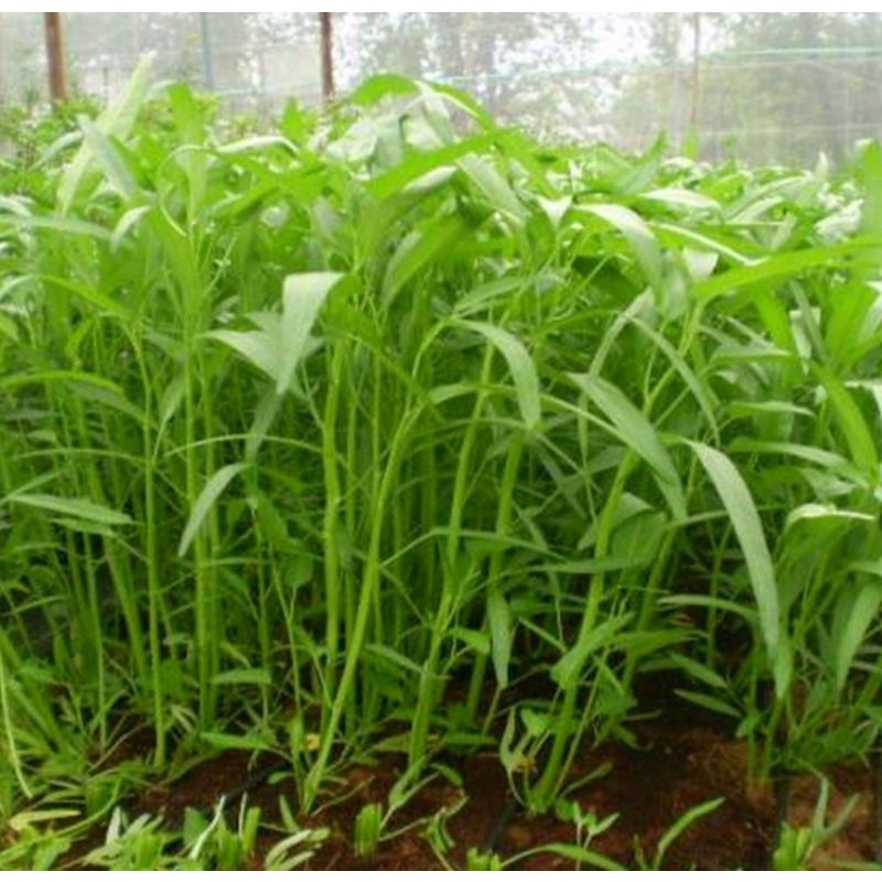 Hạt Giống Rau Muống Lá Tre Gói 50g