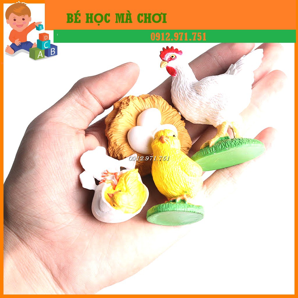 Mô hình Vòng đời của Gà - CHICKEN LIFE CYCLE