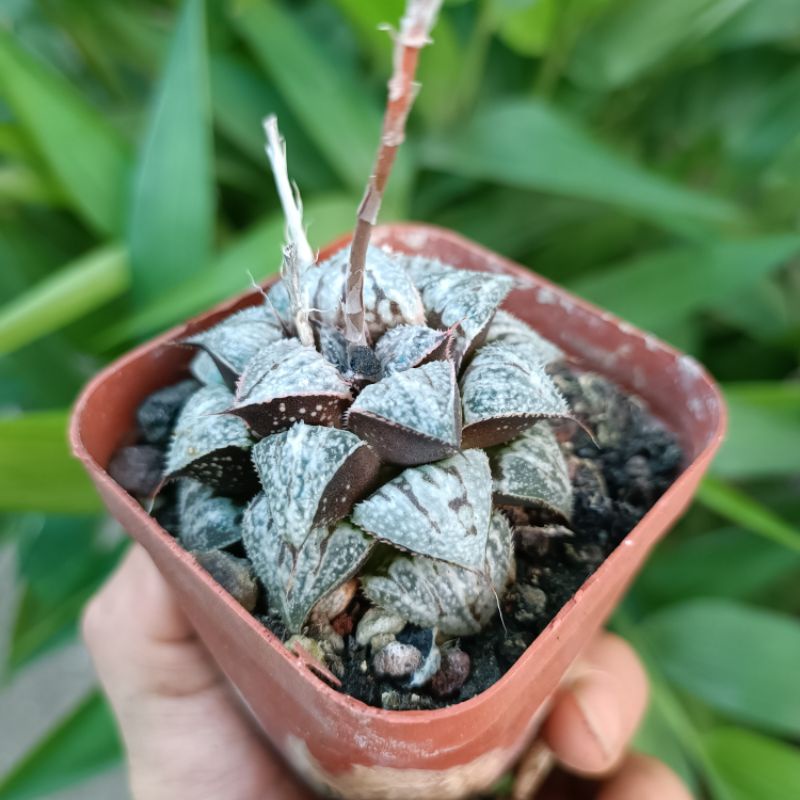 Sale 50%-Sen đá Haworthia Yuki rất đẹp lạ 🤗