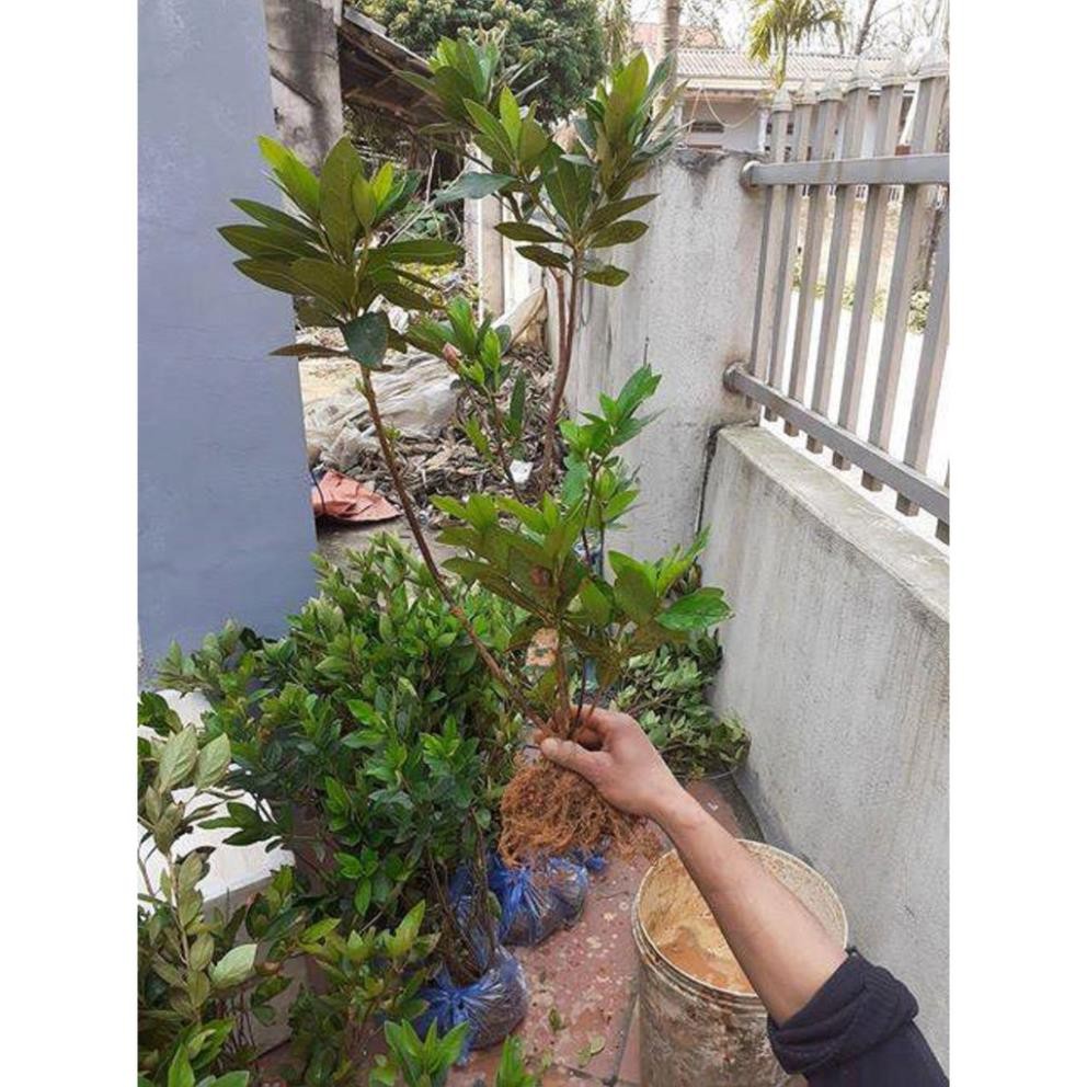 Sản phẩm CÂY GIỐNG HOA ĐỖ QUYÊN NHẬT BẢN ĐỦ MÀU + Tặng  phân hữu cơ cao cấp