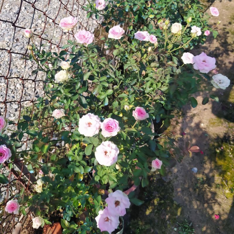 [Thân gỗ,Tree]Hoa hồng ngoại Mini Eden rose – Hoa hồng Pháp vô cùng sai hoa-Vườn Hoa Melinhrose