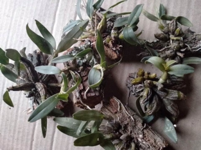 Combo 3 bản bạch hoả hoàng