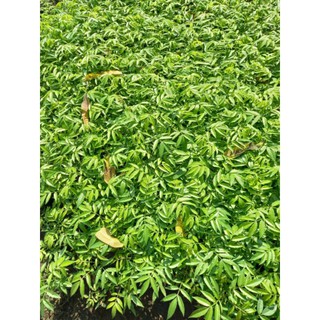 Cây cóc Thái lùn siêu trái- Cây cóc thái con cho trái siêu sớm