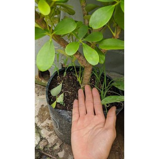 Ngũ Gia bì Cẩm Thạch