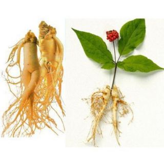 5 Hạt Giống Sâm Mỹ -sâm cao ly [CHẤT LƯỢNG]