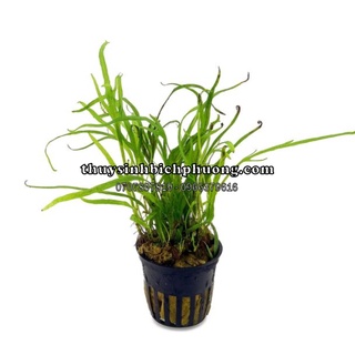 DƯƠNG XỈ TRIDENT - TRANG TRÍ HỒ CÁ THUỶ SINH