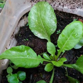 100 Hạt giống rau cải trời (cải hoang)