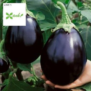 50 HẠT GIỐNG CÀ TÍM QUẢ LÊ