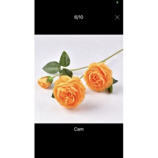 cành trà 2 bông 1 nụ